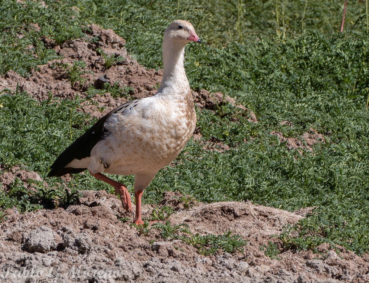 Andean Goose - ML616888806