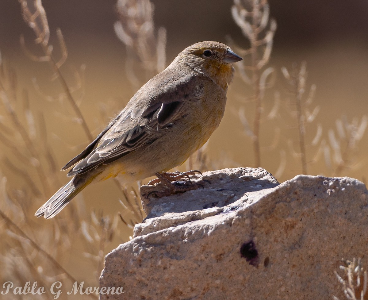 Greater Yellow-Finch - ML616888820