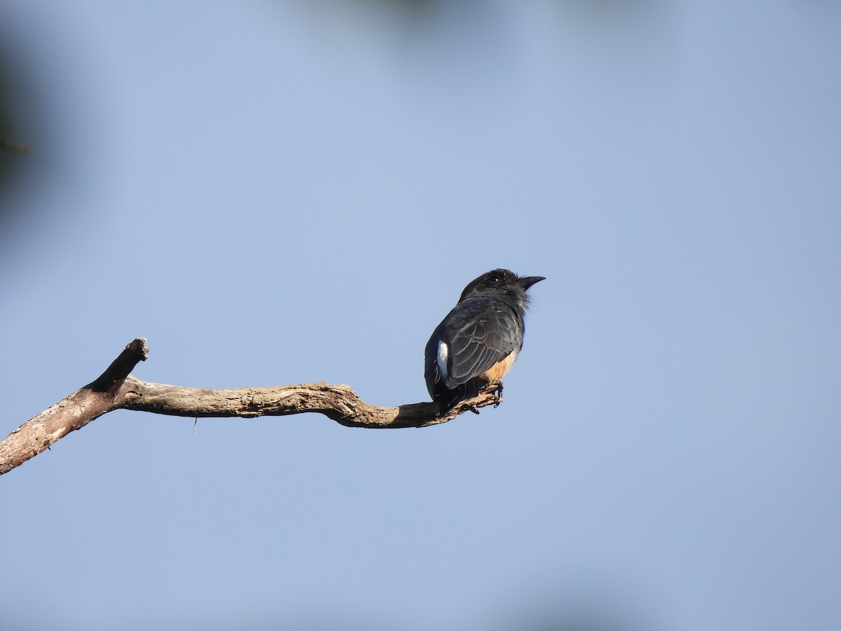 Swallow-winged Puffbird - ML616888856