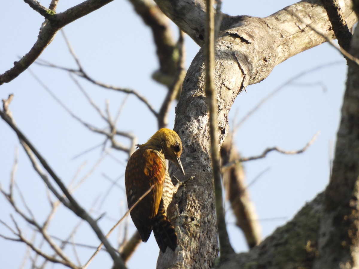 Red-stained Woodpecker - ML616888873