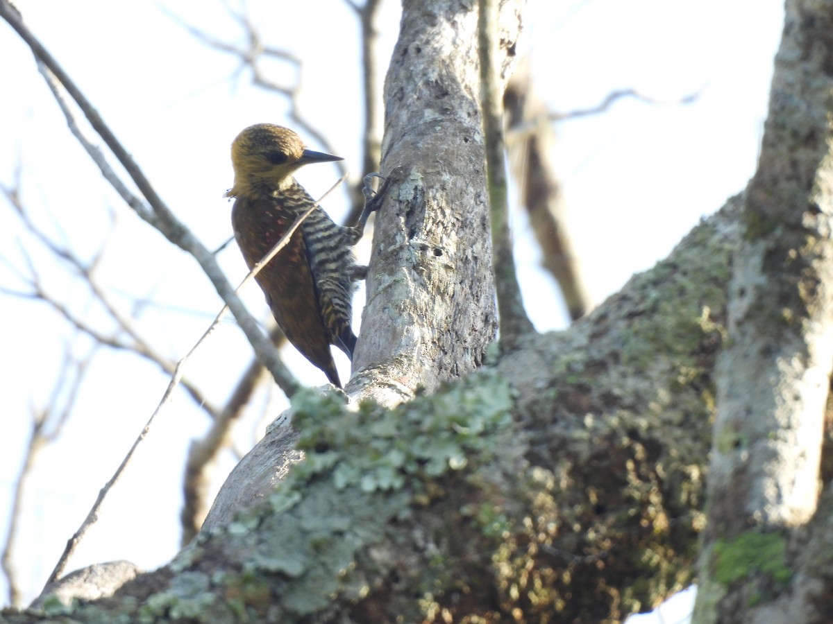 Red-stained Woodpecker - ML616888874