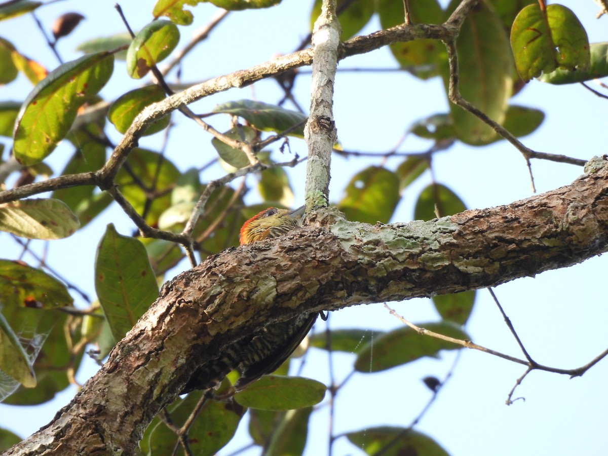 Red-stained Woodpecker - ML616888875