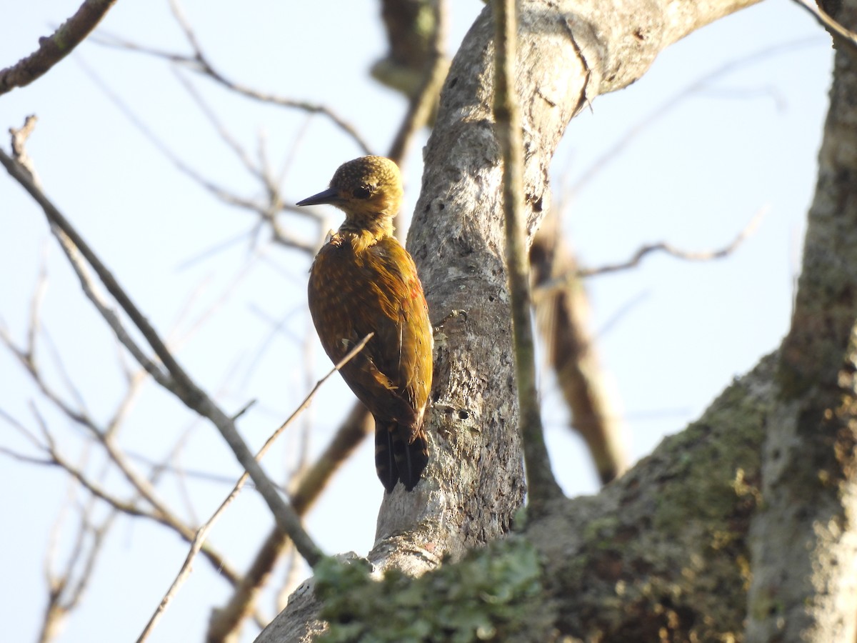 Red-stained Woodpecker - ML616888876