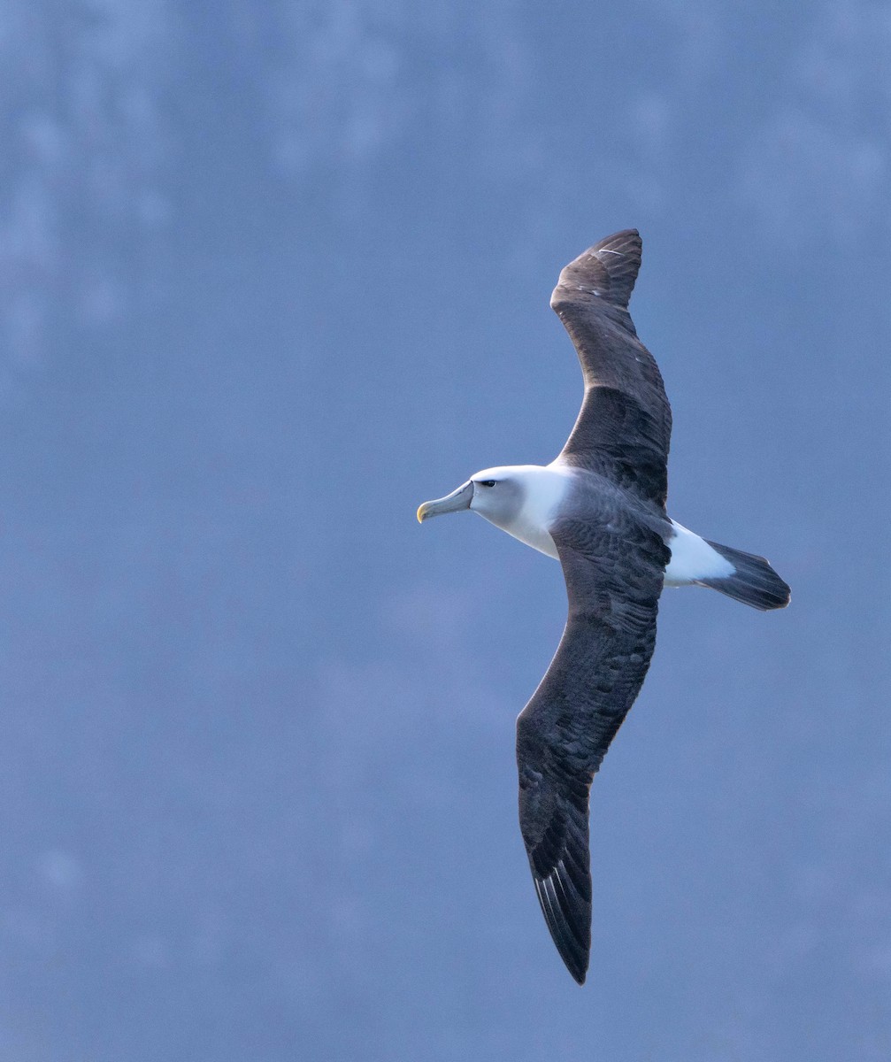 White-capped Albatross - Meredith Boatman