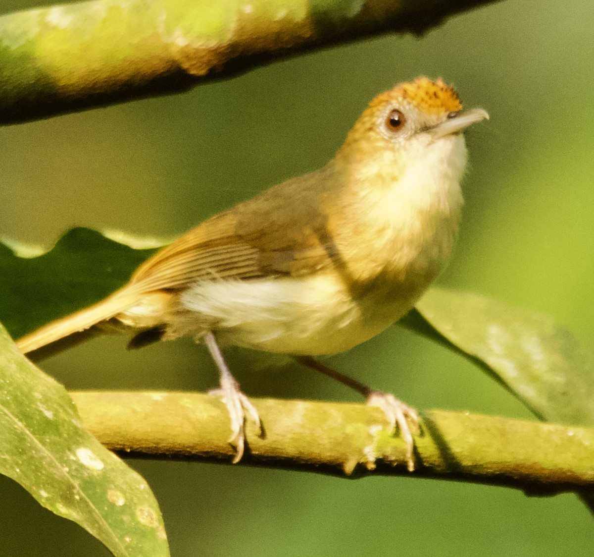Scaly-crowned Babbler - ML616889171