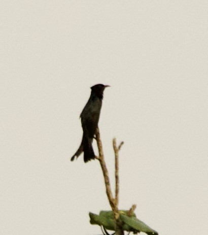 Square-tailed Drongo-Cuckoo - Connie Lintz