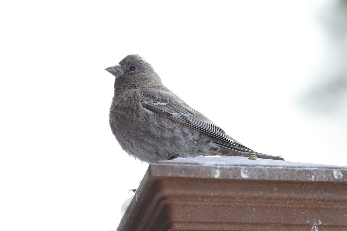 Brown-capped Rosy-Finch - ML616889218