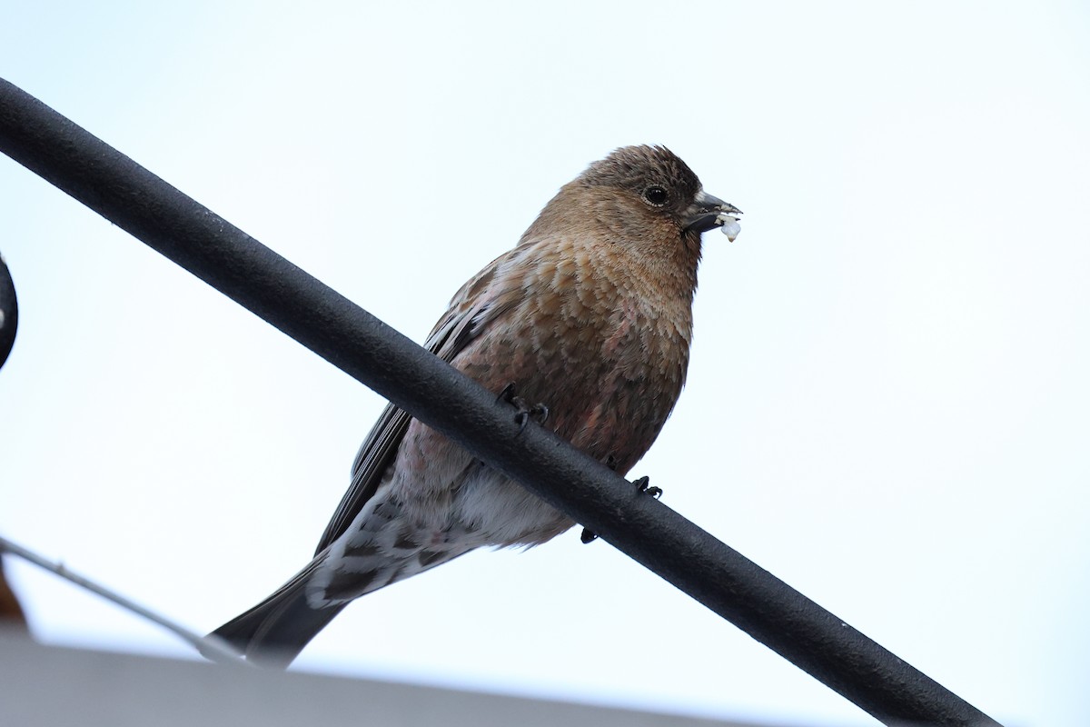 Brown-capped Rosy-Finch - ML616889219