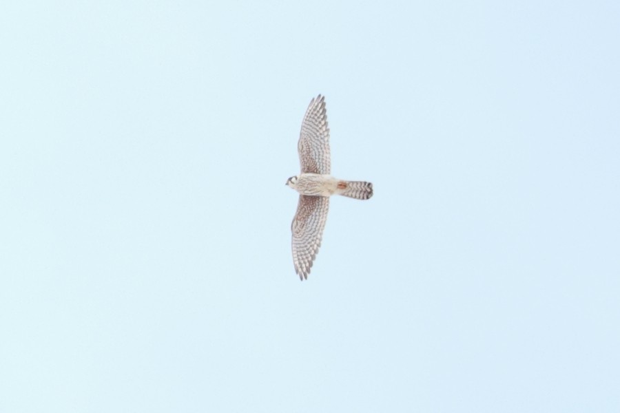 Peregrine Falcon - Yiming Qiu