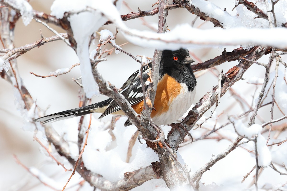 Spotted Towhee - ML616889283