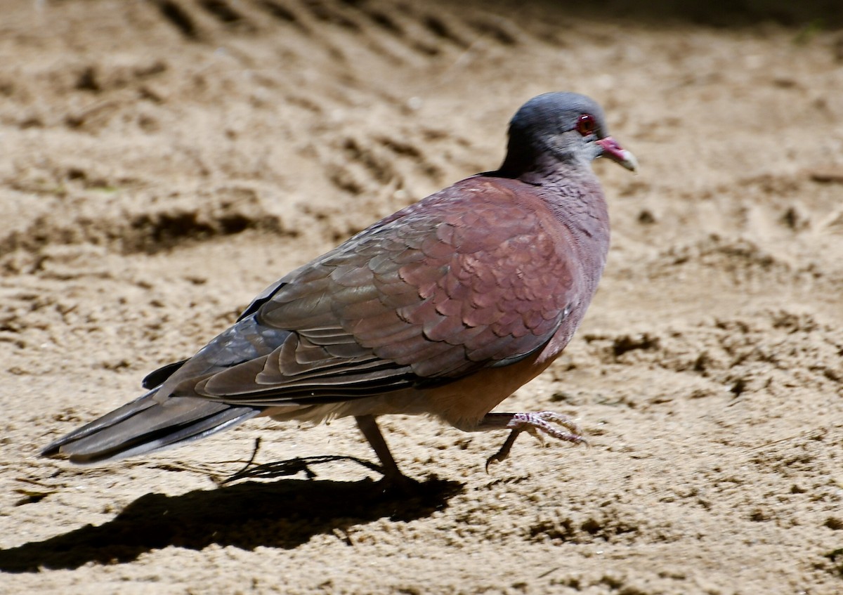 Malagasy Turtle-Dove - ML616889291