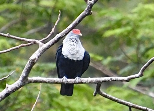 Seychelles Blue-Pigeon - ML616889298