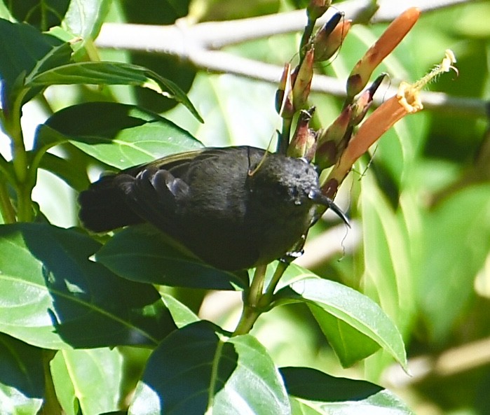 Seychelles Sunbird - Ron Sassen