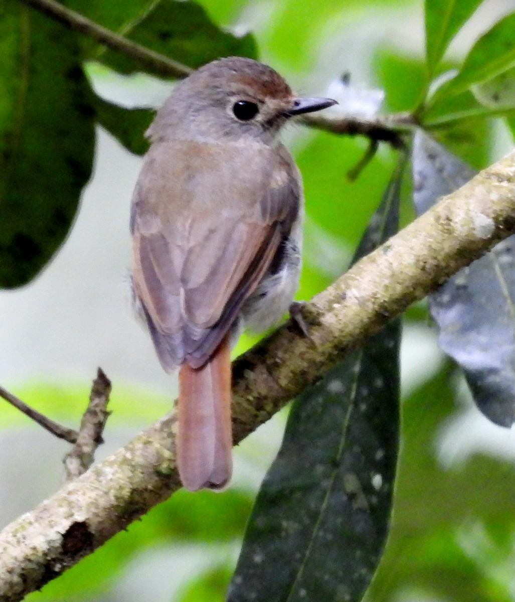 Fulvous-chested Jungle Flycatcher - ML616889373