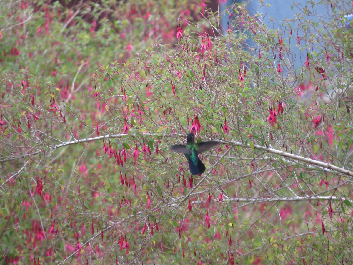Fiery-throated Hummingbird - ML616889389