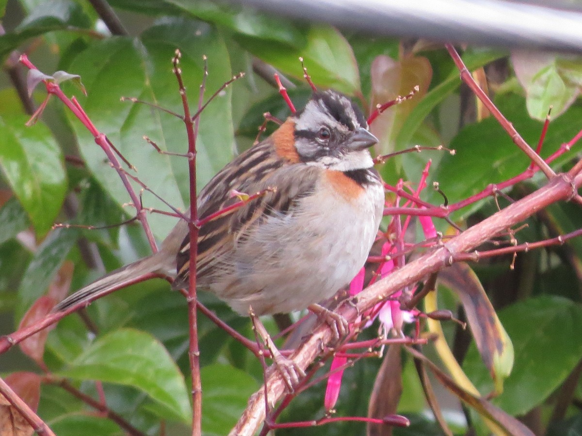 Rufous-collared Sparrow - ML616889402