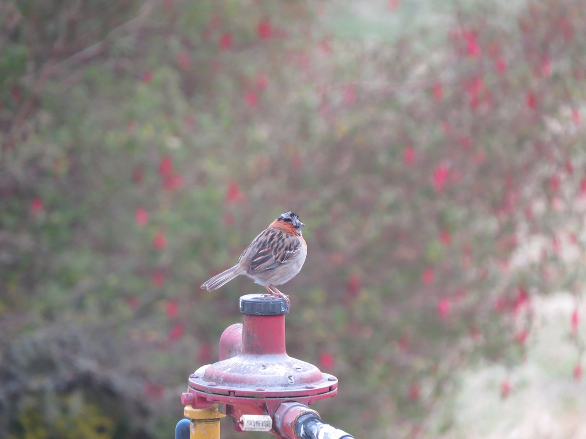 Rufous-collared Sparrow - Melanie Mitchell
