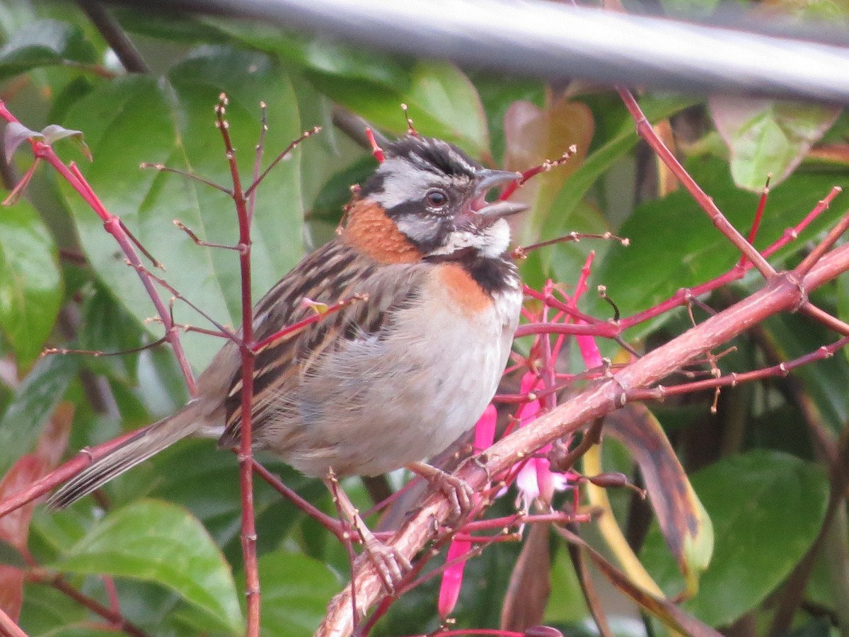 Rufous-collared Sparrow - ML616889404