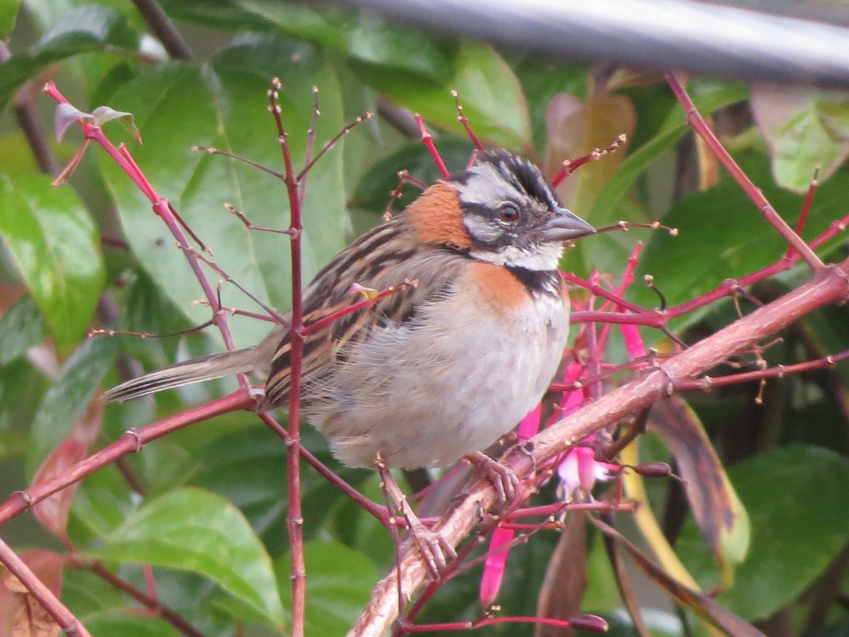 Rufous-collared Sparrow - ML616889405