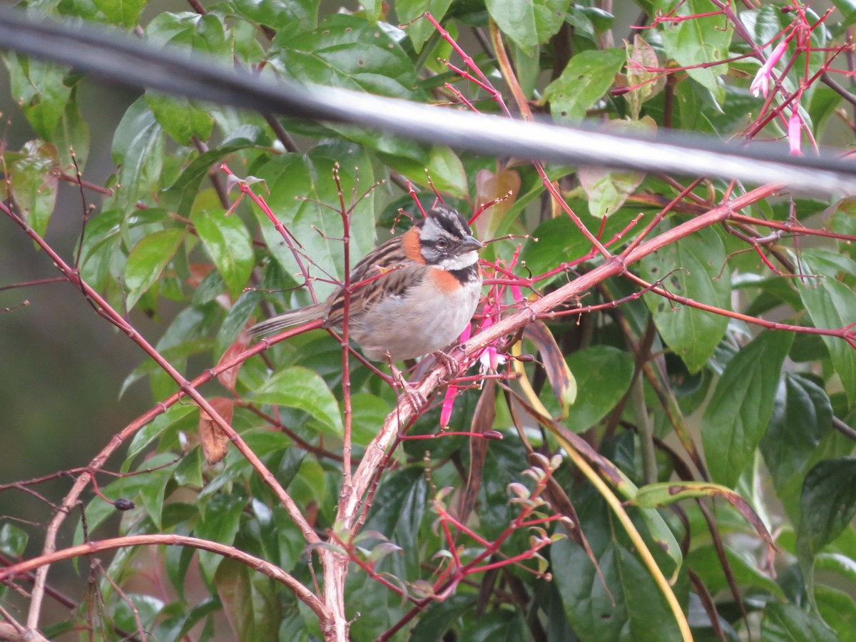 Rufous-collared Sparrow - ML616889406
