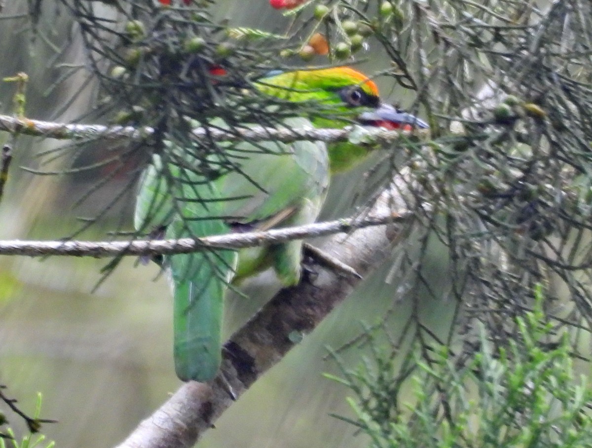 Flame-fronted Barbet - ML616889409