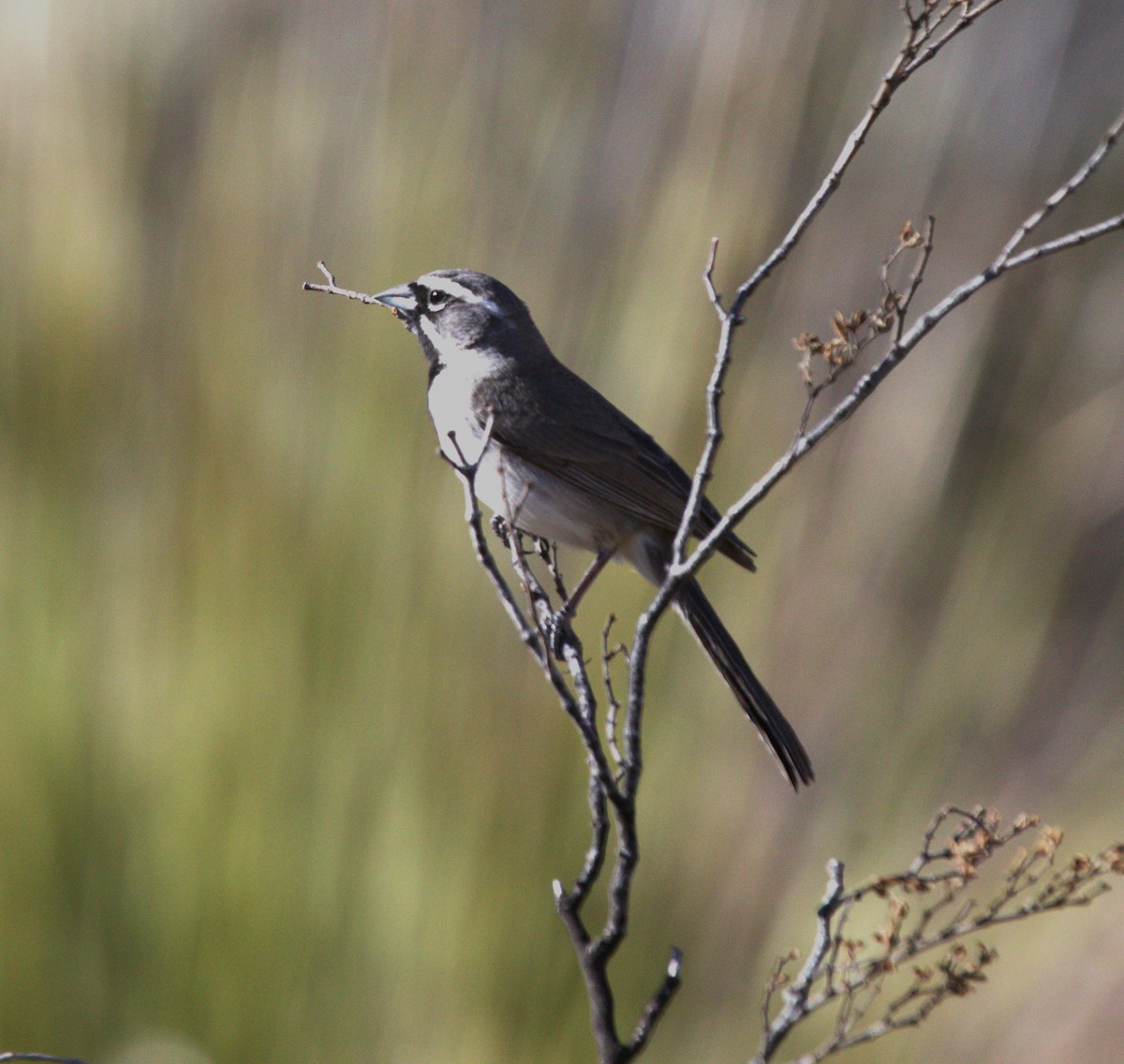 Black-throated Sparrow - ML616889438