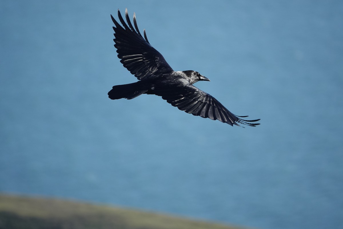Common Raven - Stefano Savare