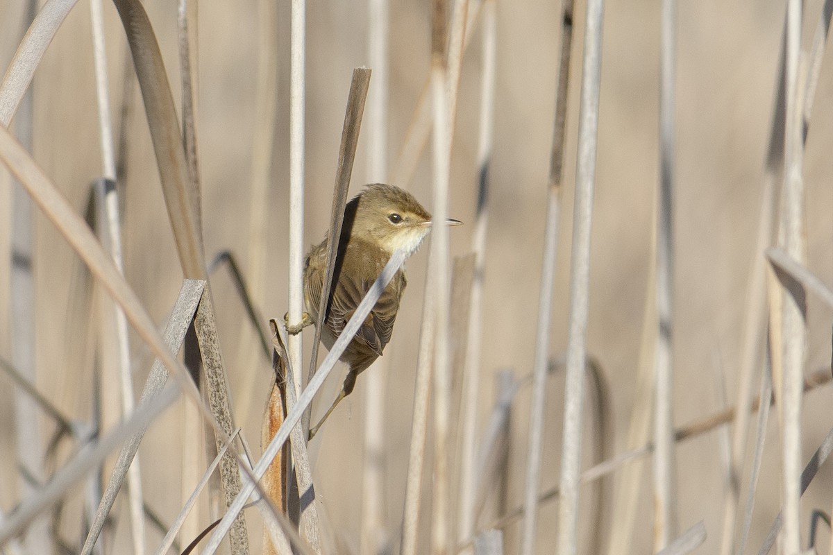 Common Reed Warbler - ML616889675
