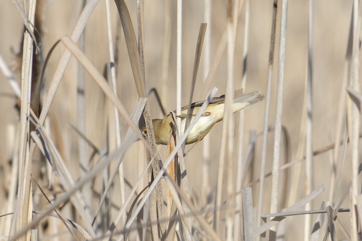 Common Reed Warbler - Luis Gracia Garcés