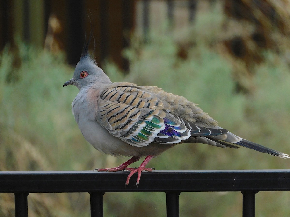 Crested Pigeon - ML616889984