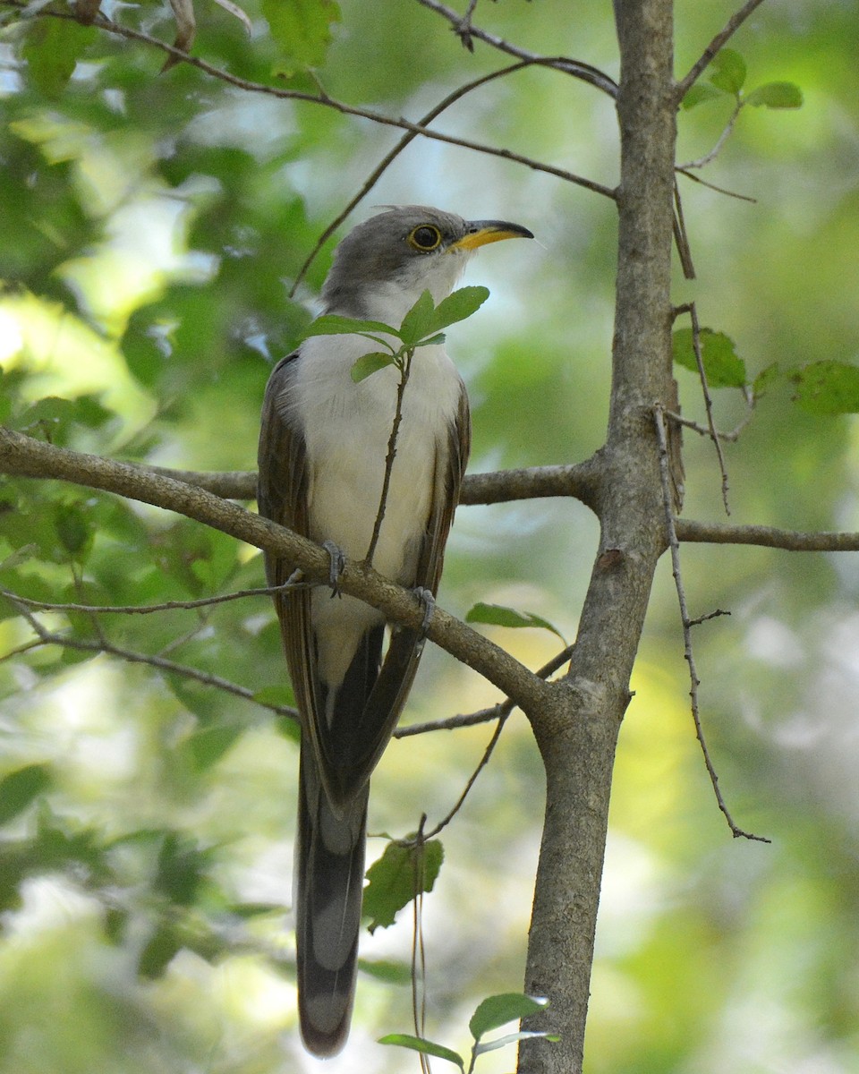 Yellow-billed Cuckoo - Keith McCullough