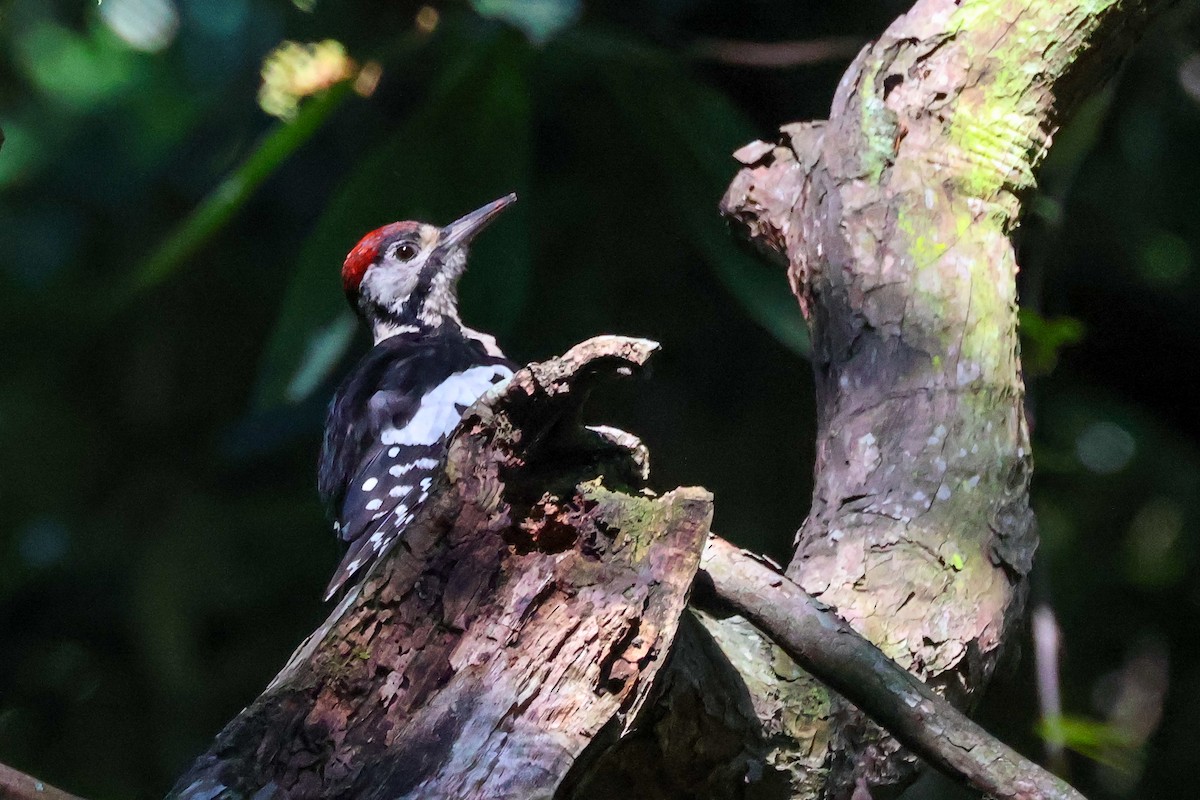 Himalayan Woodpecker - ML616890169
