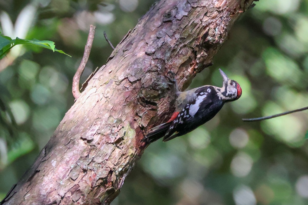 Himalayan Woodpecker - ML616890170