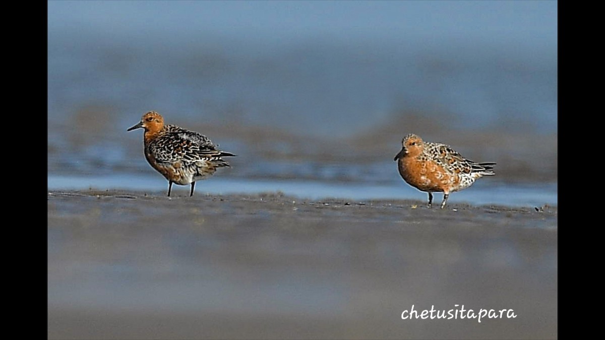 Red Knot - ML616890237