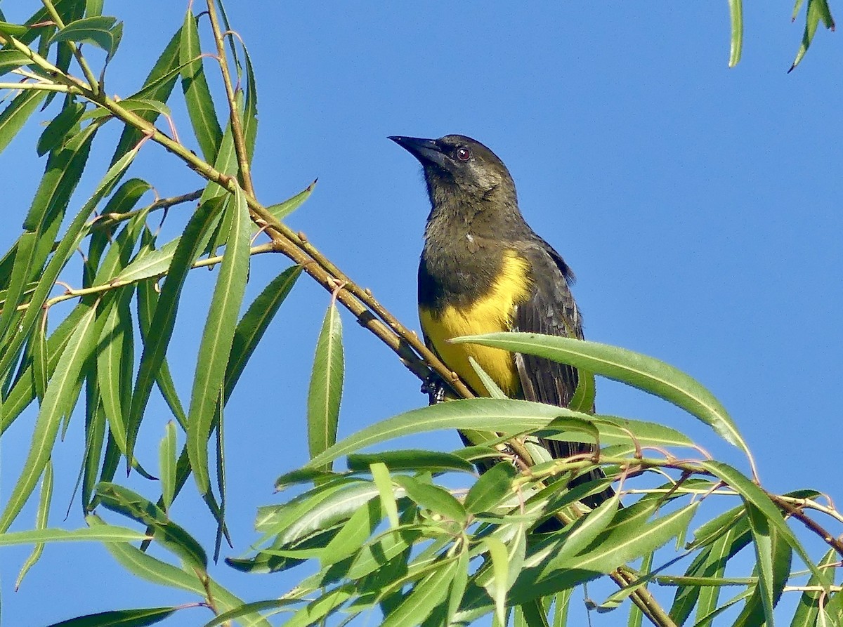 Brown-and-yellow Marshbird - ML616890371