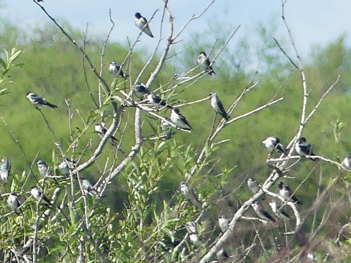 Black-capped Warbling Finch - ML616890993
