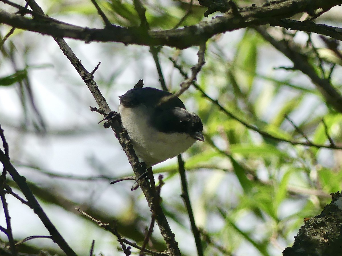 Black-capped Warbling Finch - ML616890994