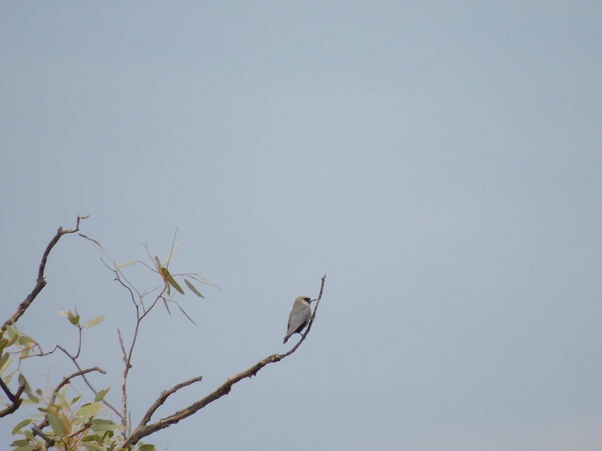 Black-faced Woodswallow (Black-vented) - ML616891185