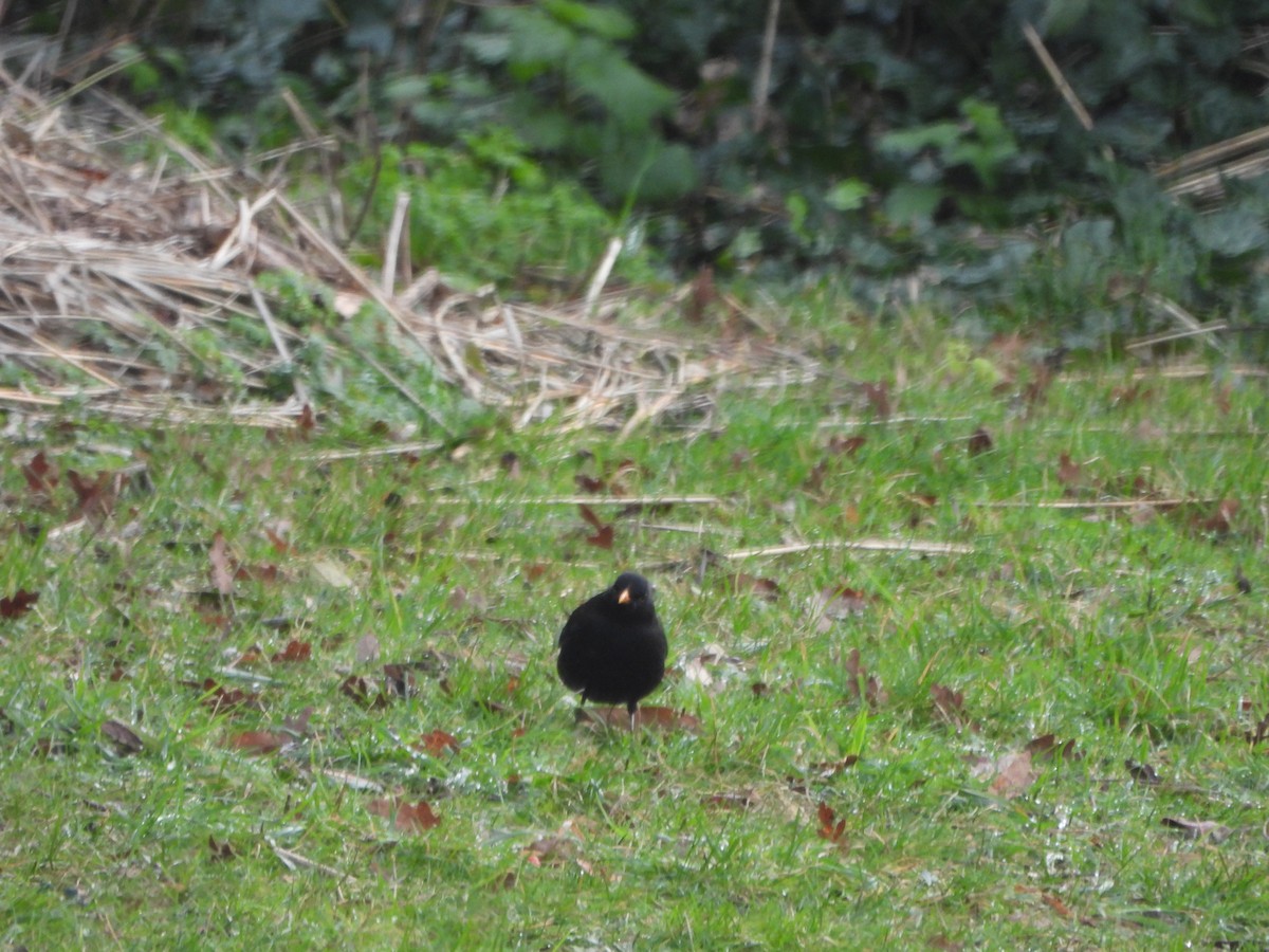 Eurasian Blackbird - ML616891190