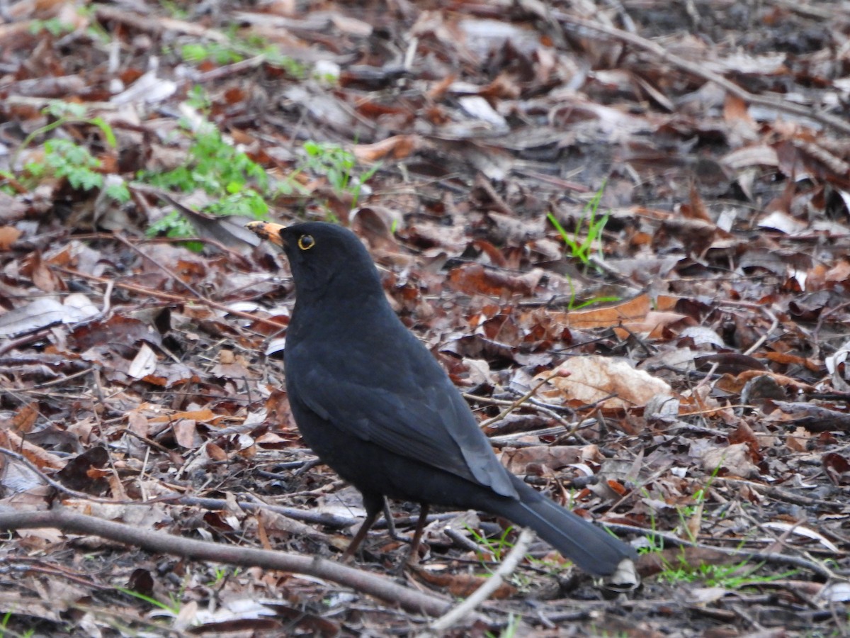 Eurasian Blackbird - ML616891192