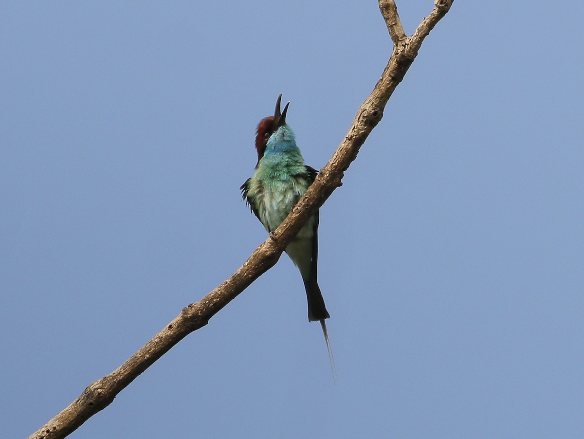 Blue-throated Bee-eater - ML616891324