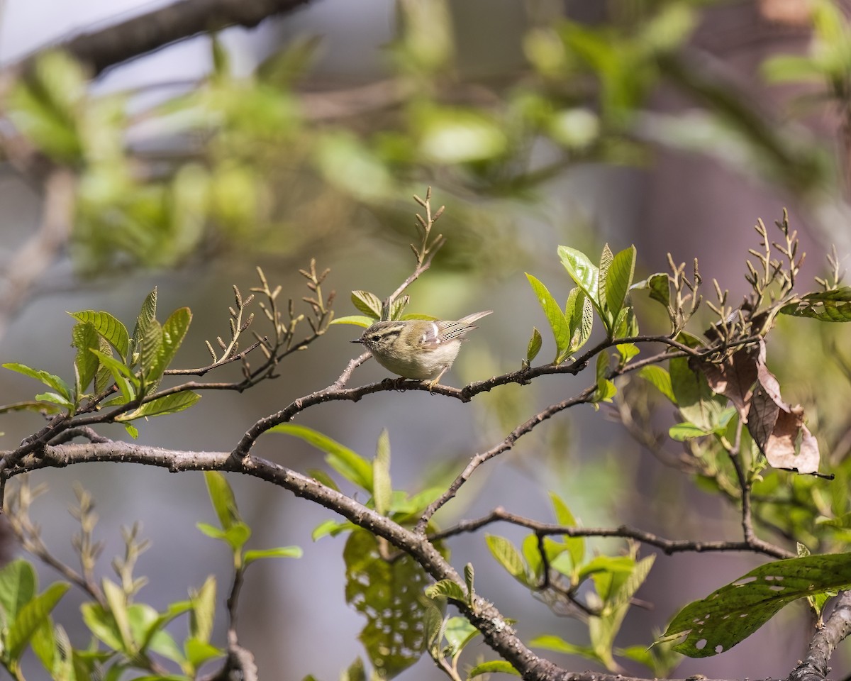 Sichuan Leaf Warbler - ML616891328