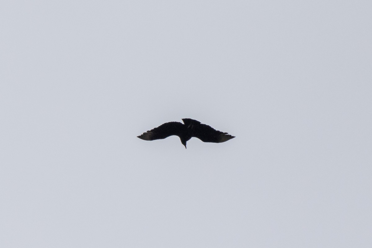 Black Vulture - ML616891637