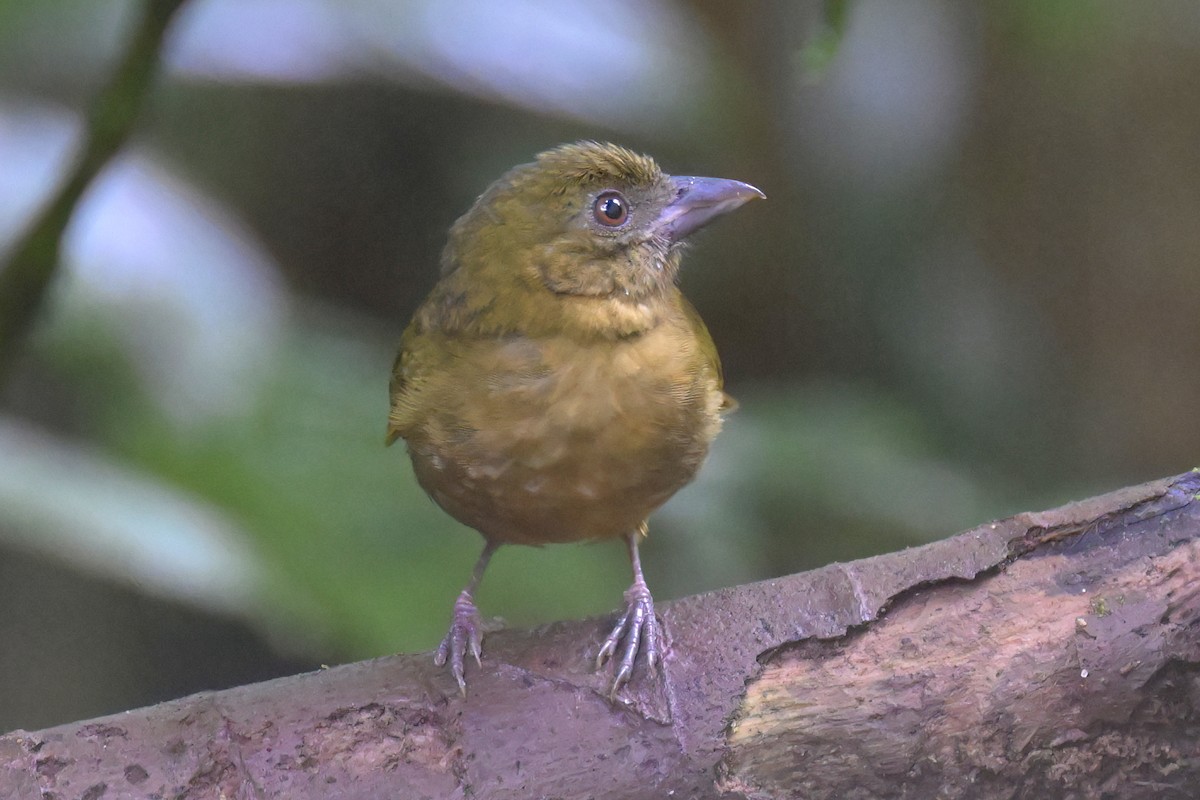 Ochre-breasted Tanager - Guy Lafond