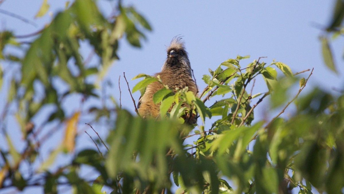 Speckled Mousebird - ML616891821