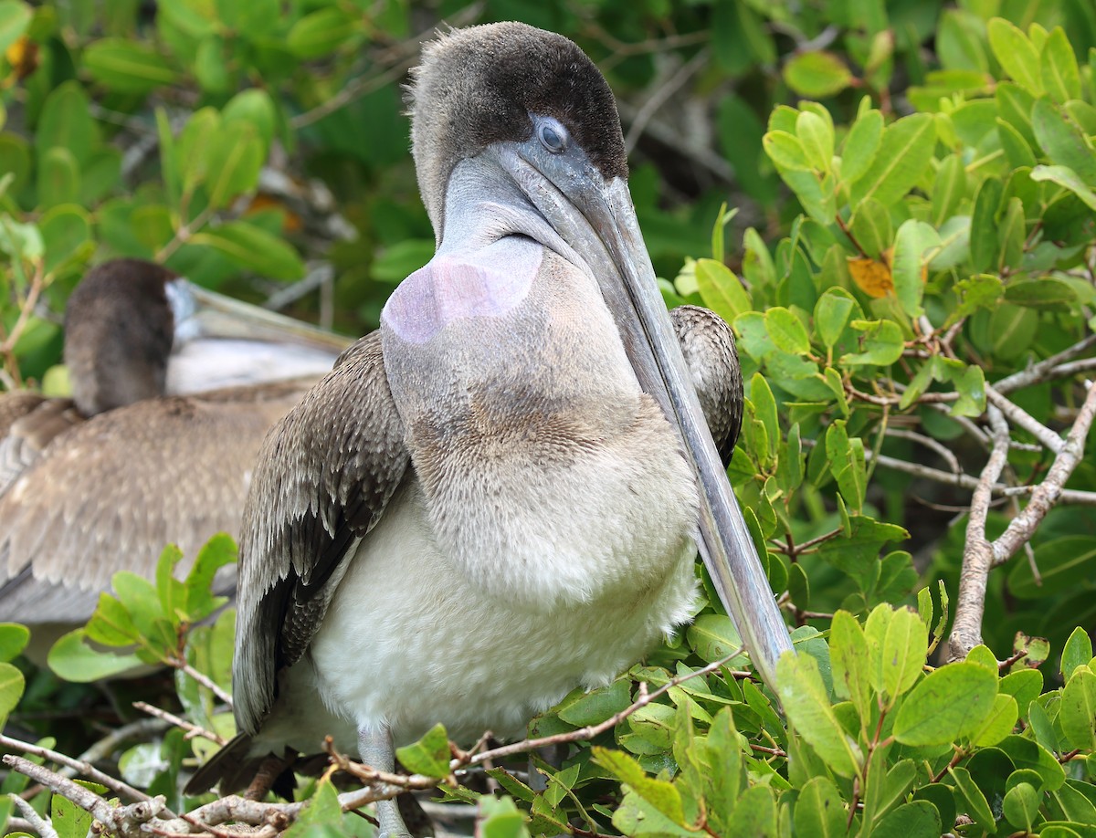Brown Pelican (Galapagos) - ML616891895