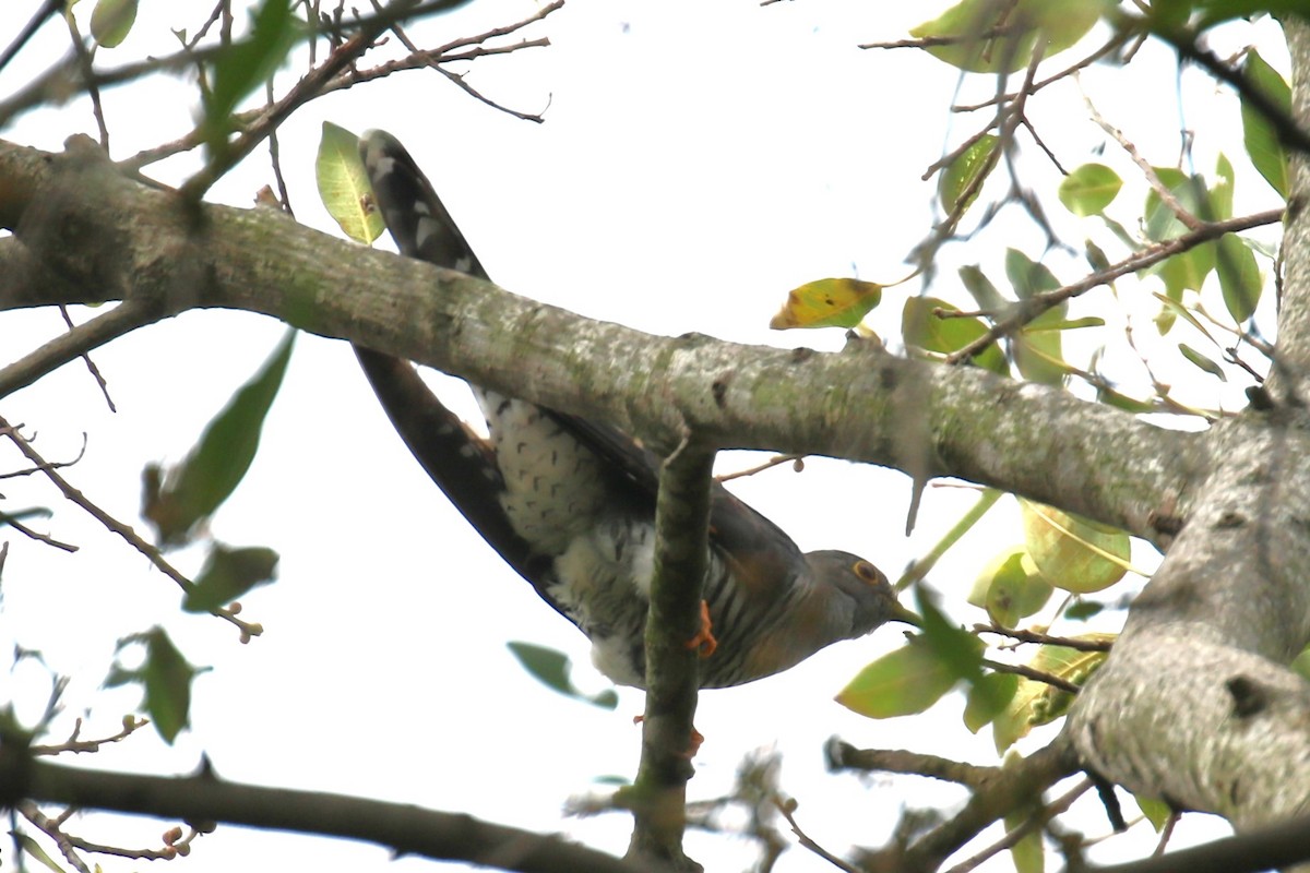 African Cuckoo - ML616892063