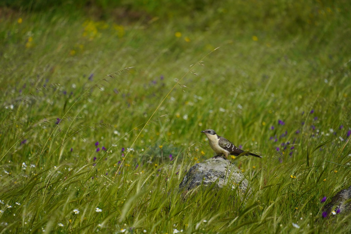 Great Spotted Cuckoo - ML616892099