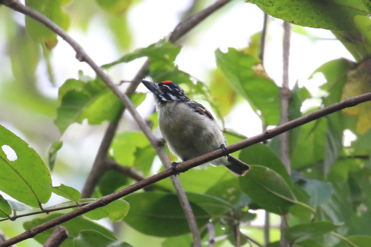 Red-fronted Tinkerbird - ML616892150
