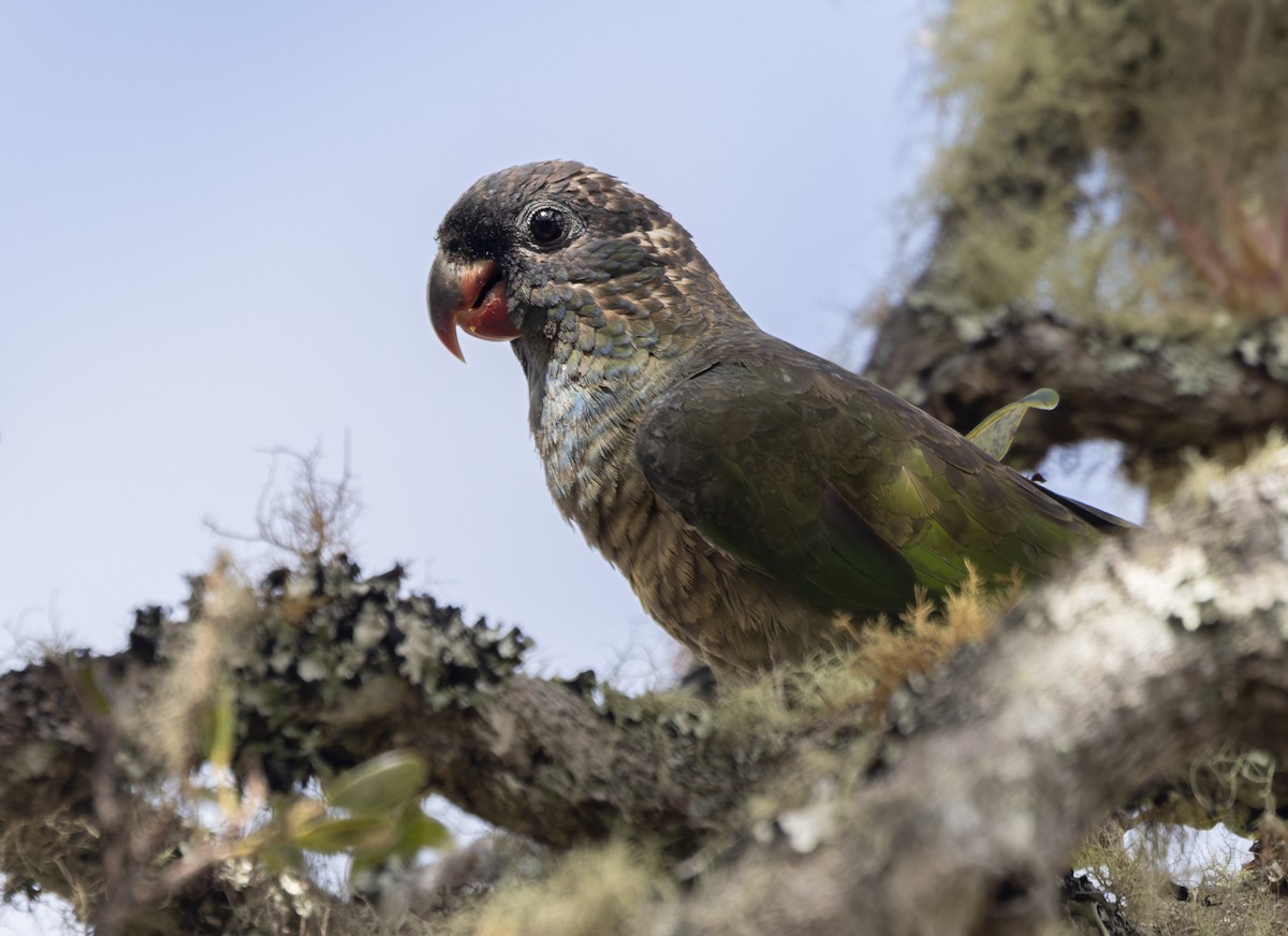 Red-billed Parrot - Lars Petersson | My World of Bird Photography